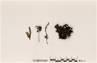 藏品(仙人掌綿腹衣)的圖片